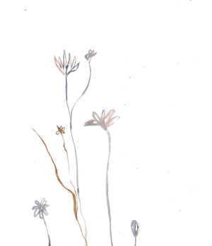 IMAGE4